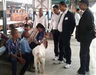 स्टेशन पर पकड़ी गई बेटिकट बकरी, थाना का लगा चक्कर, जुर्माना देकर छूटी