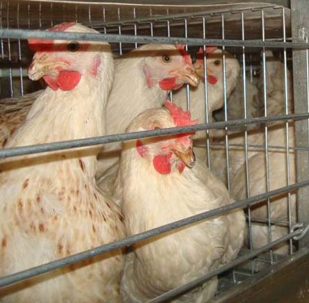 मांस की बिक्री हेतु लिखी गई पत्र