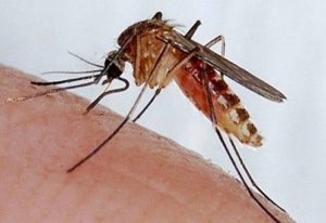 क्यूलेक्स नामक मच्छर के काटने से होता दिमागी बुखार : अरविन्द