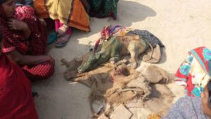 घर में लगी आग, जिंदा जले मवेशी