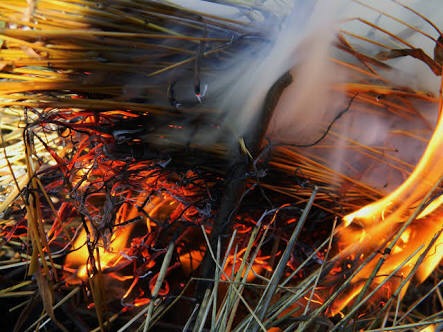 फ़सल एवं पुवाल जलाने की परथमिकी दर्ज