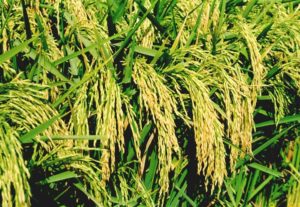 जिलाधिकारी से प्रक्रिया सरल बनाने की माँग