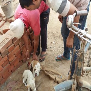 कुत्ते के बच्चा को चोट लगने पर किया इलाज