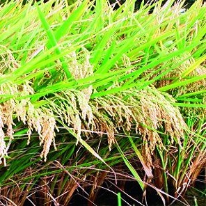 फसल चुराने की प्राथमिकी दर्ज