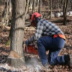 पेड़ काटने की प्राथमिकी हुई दर्ज