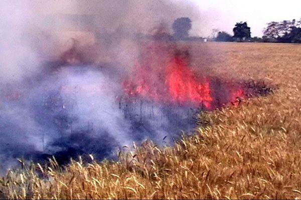 बिजली के तार गिरने से खेत में लगी फसल हुई जलकर राख 