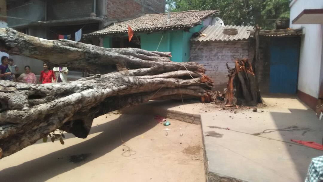 पेड़ के गिरने से कई लोगों के घर हुए क्षतिग्रस्त