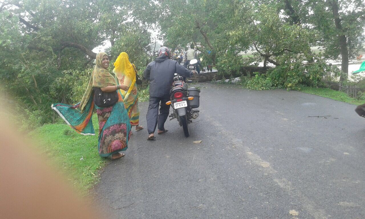 भारी बारिश के कारण सड़क पर गिरा एक पेड़