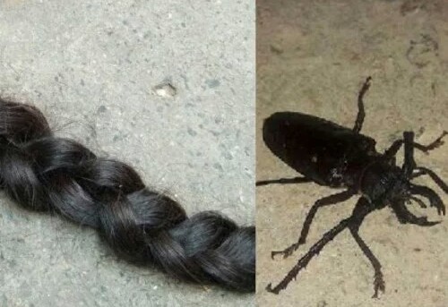  मिला चोटी कटवा कीड़ा मैकी ,फिर उसके बाद क्या हुआ पढ़े पूरी ये खबर