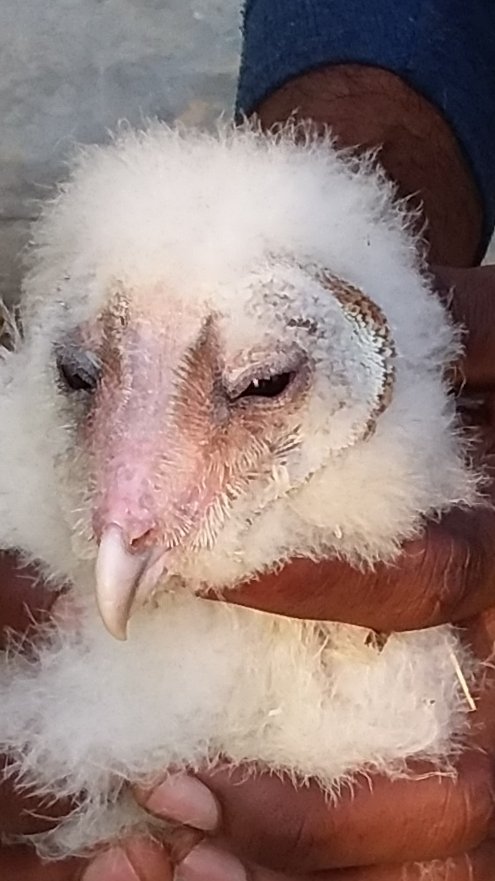 विलुप्त प्रजाति का पक्षी गरुड़ को देखने उमड़ी भीड़