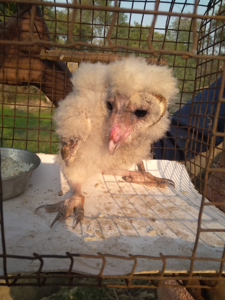  वन विभाग से अध्ययन किए जाने की जरूरत