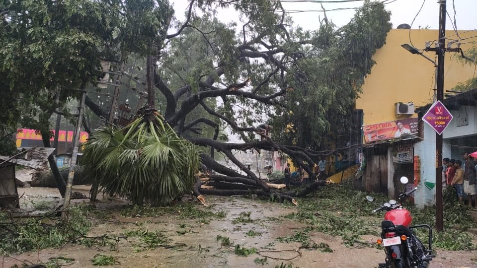 करीब एक सौ वर्ष पुराना गिरा पेड़