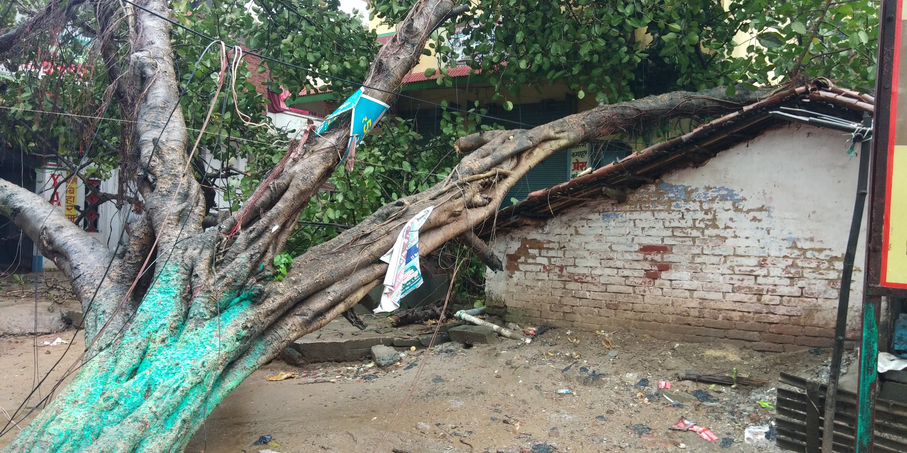 मूसलाधार बारिश में गिरा पुराना पेड़, बिजली आपूर्ति हुआ ठप।