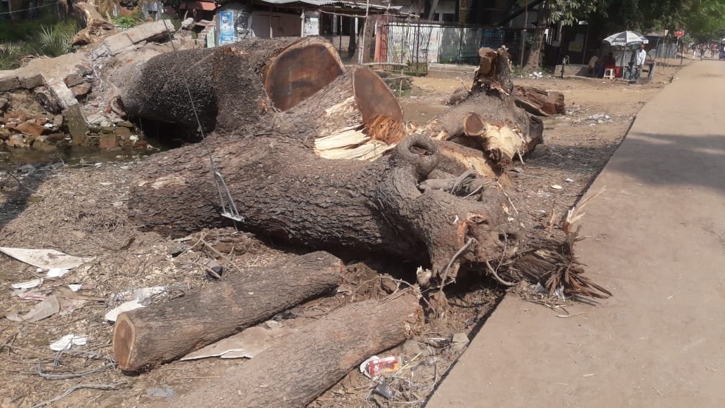 सड़क से हटवाया गया गिरा हुआ पेड़