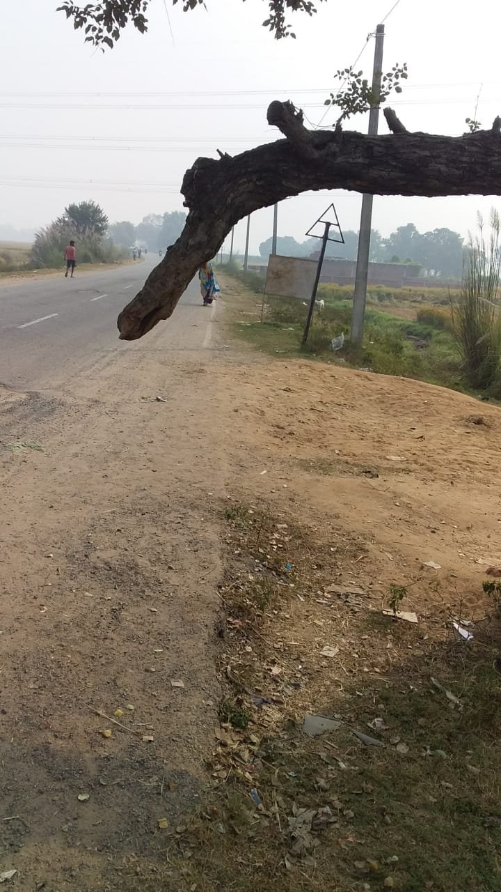 पेड़ को सड़क से हटवाने की मांग